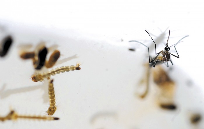 Brasil autoriza vacuna contra el dengue