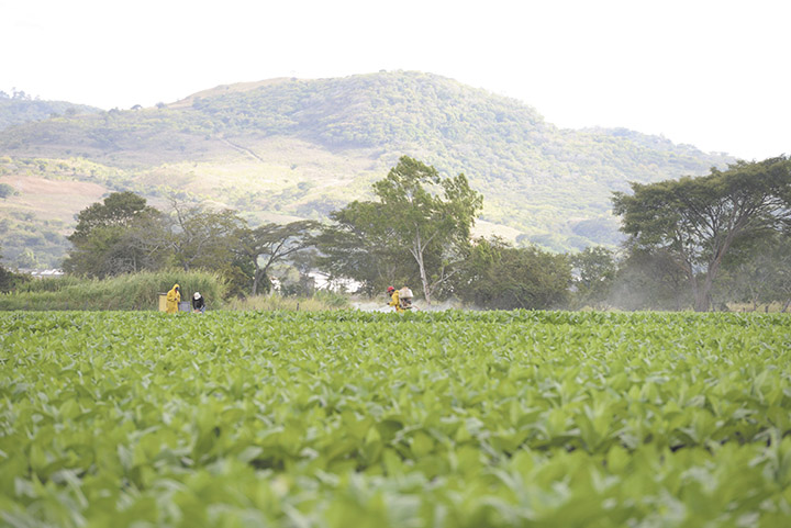 Tabaco “ileso” ante la sequía