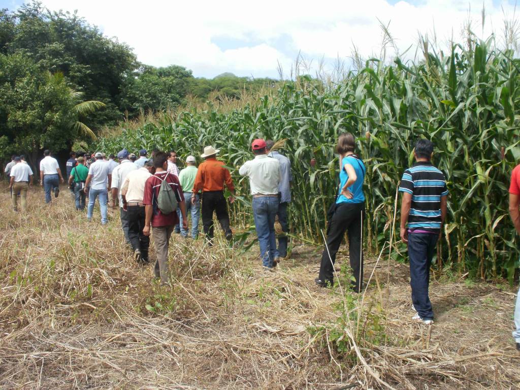 Productores de Madriz mejoran rendimientos productivos