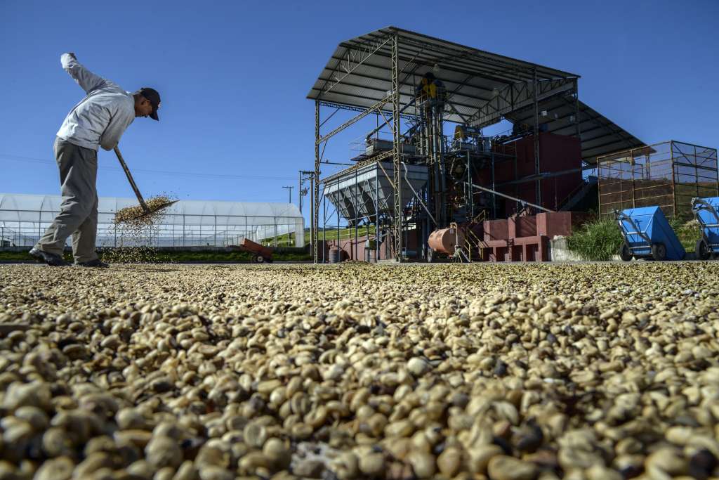 Venta de café sigue en números rojos