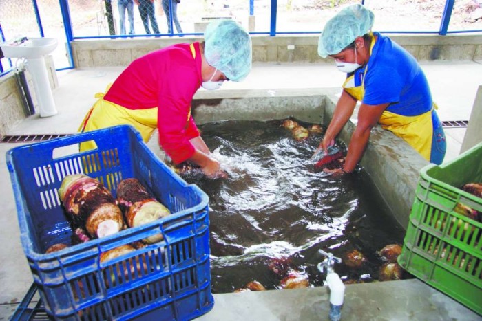 Productores sortean precios bajos y competencia