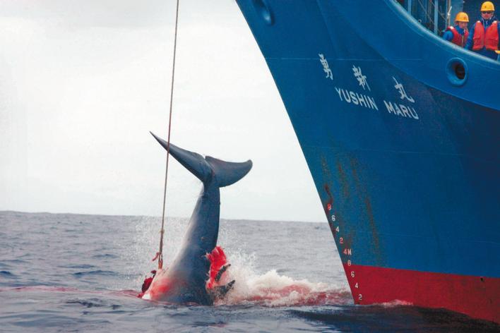 Australia, “decepcionada” por reanudación de caza de ballenas por Japón