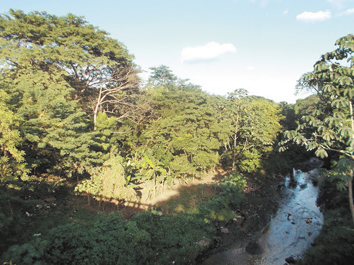 Un gran  reforestador del río Acome