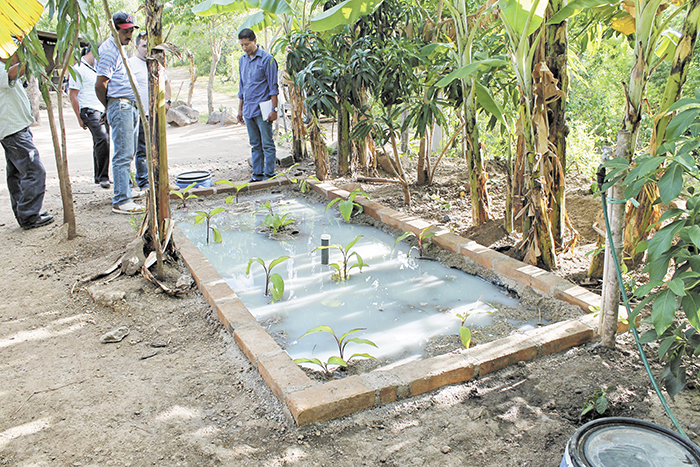 Cultivos nacen con poca agua