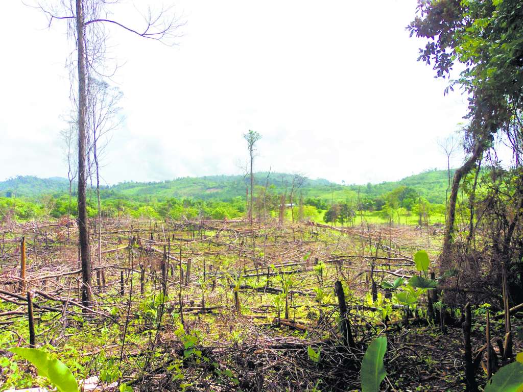deforestación