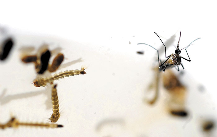 Brasil invierte 24.8 millones de dólares en la vacuna contra el dengue