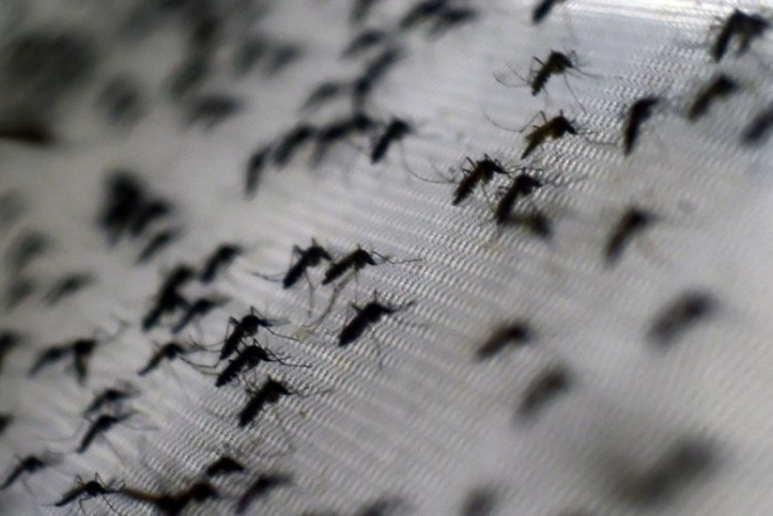 FAO cree que falta investigar más esterilización de mosquitos frente al zika