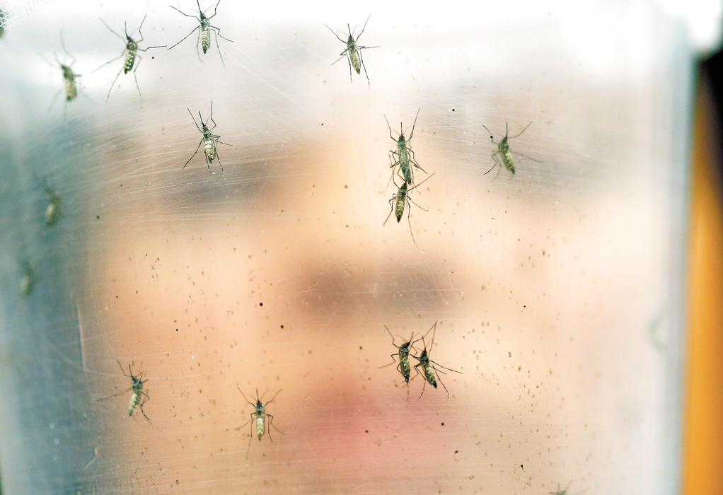 OMS: el zika se extenderá por casi todo el continente americano