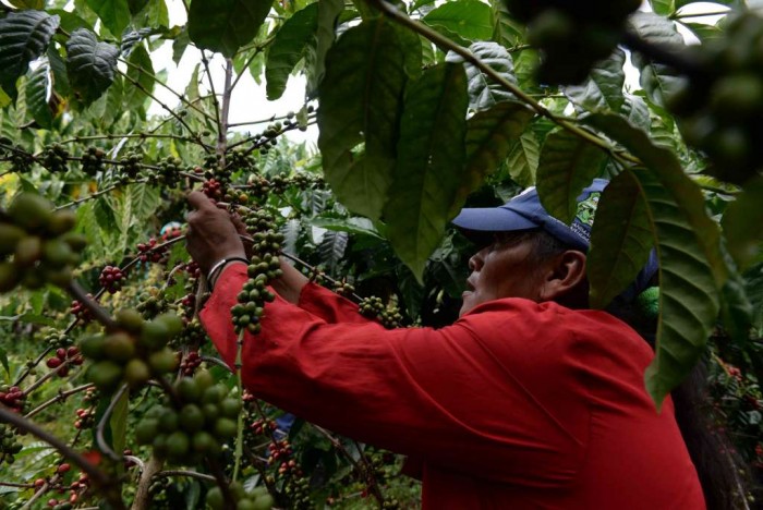 expansión del robusta, café, Nicaragua, cafetaleros