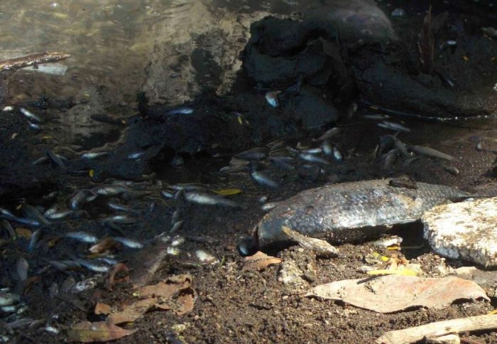 Peces estarán en la Lista Roja 2017 de especies en alto riesgo