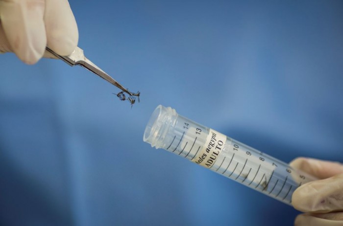 OMS: Detención del zika puede requerir insectos modificados