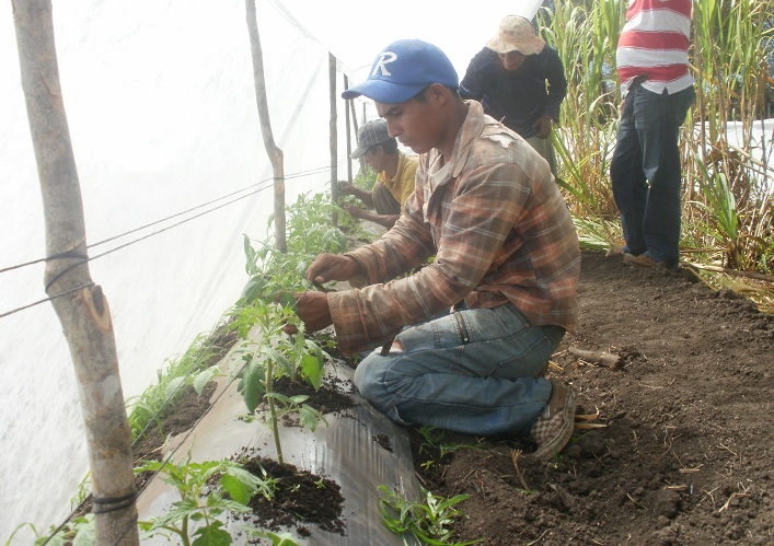 Horticultores “huérfanos”