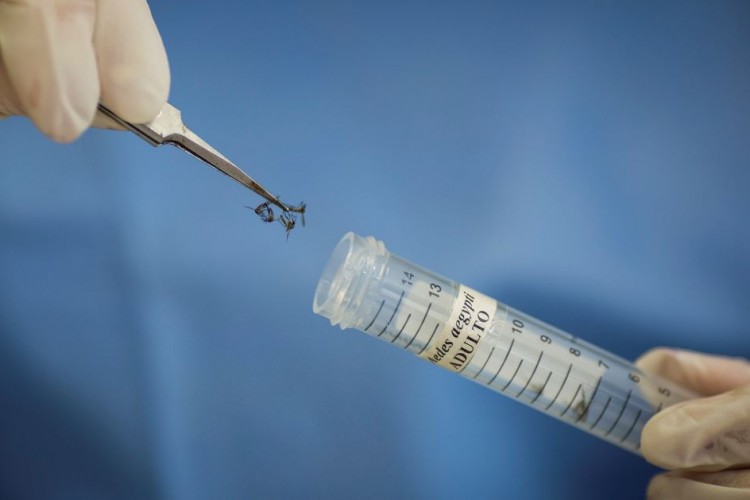 BT, Nicaragua, bacterias, zika