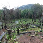 Destrucción ambiental