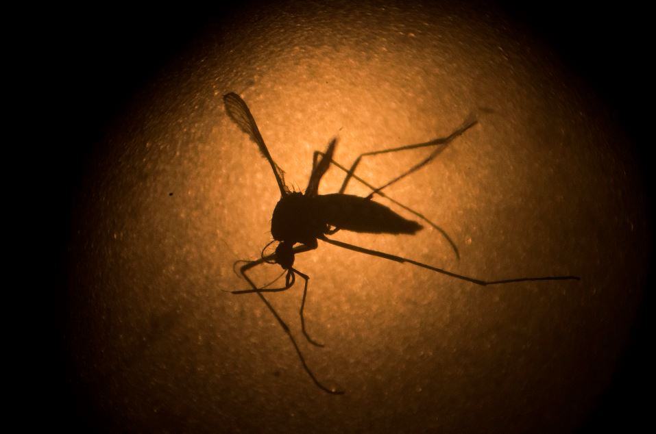 Cuba adopta medidas para evitar introducción del virus del Zika