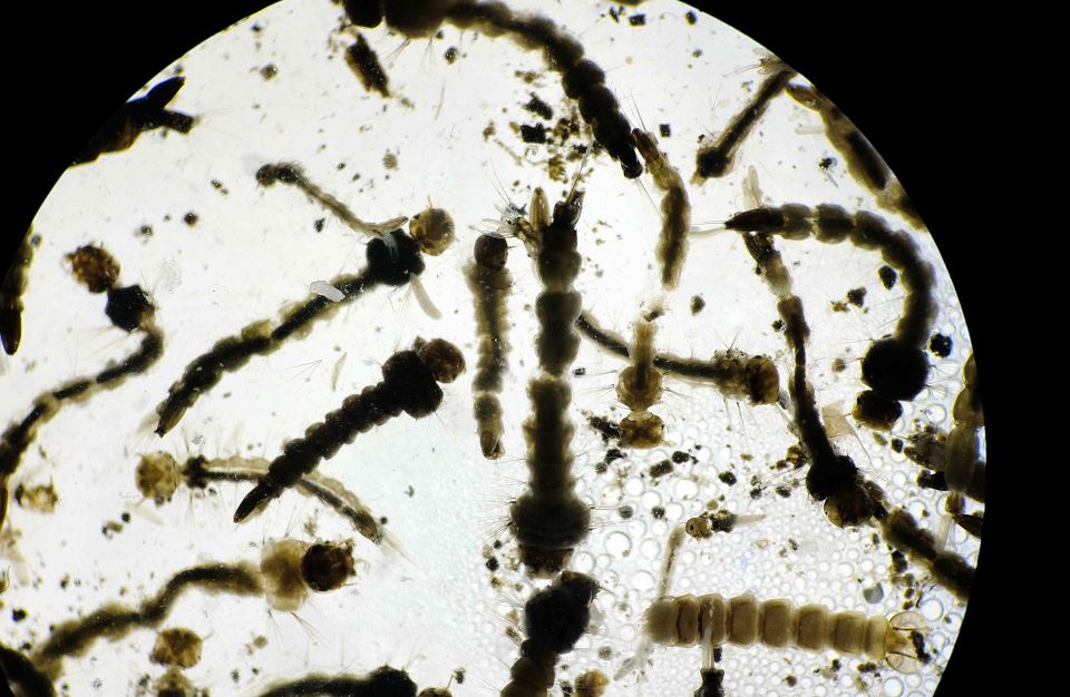 Costa Rica combate al Aedes Aegypti en La Carpio