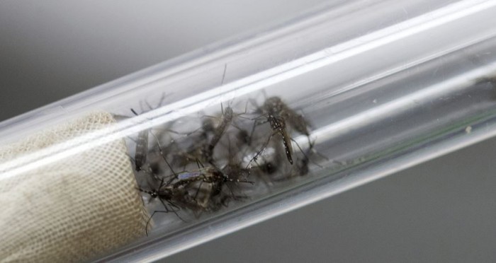 Rousseff pide ayuda a iglesias cristianas para combatir el zika