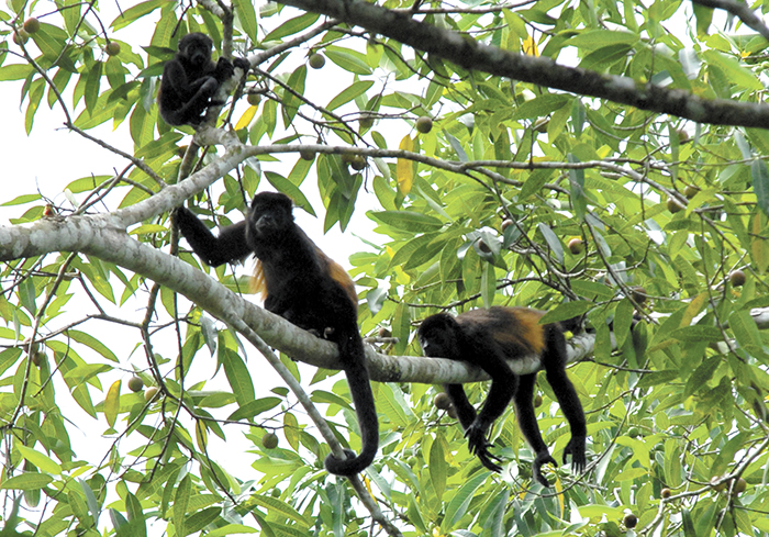 De sed y hambre mueren los monos en Rivas