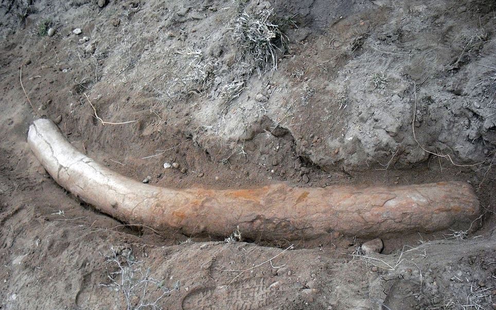 Descubren en Pakistán un colmillo de stegodon de más de un millón de años