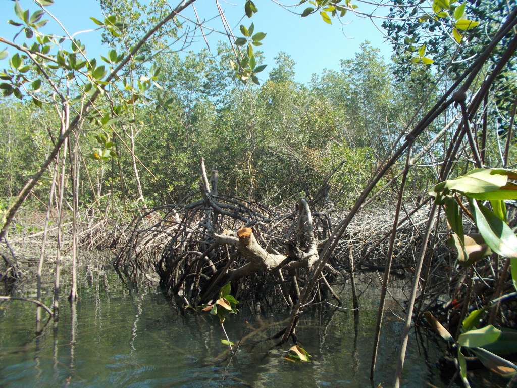 ¿Dónde disfrutar de manglares y turismo comunitario en El Viejo, Nicaragua?