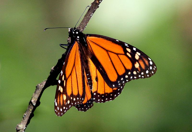 Mariposa monarca se recupera y aumenta superficie en santuarios mexicanos
