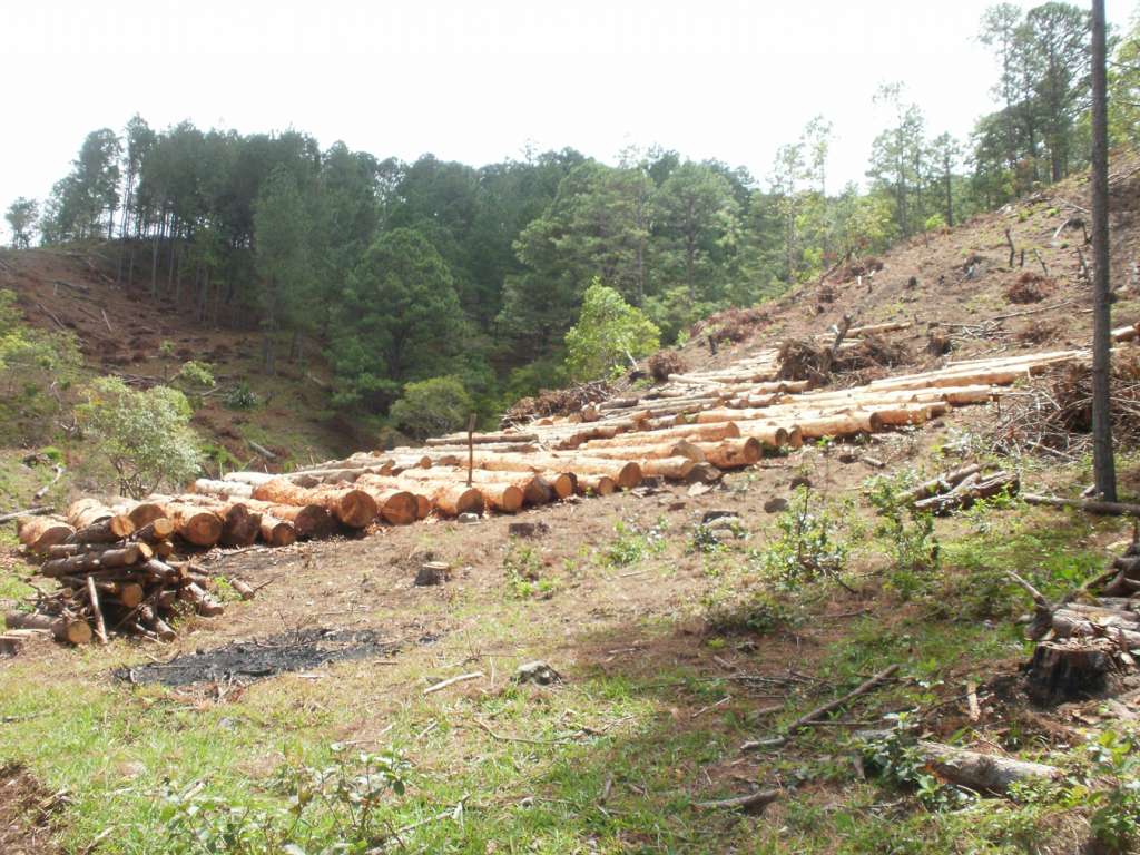 Pino seguirá saliendo de los bosques