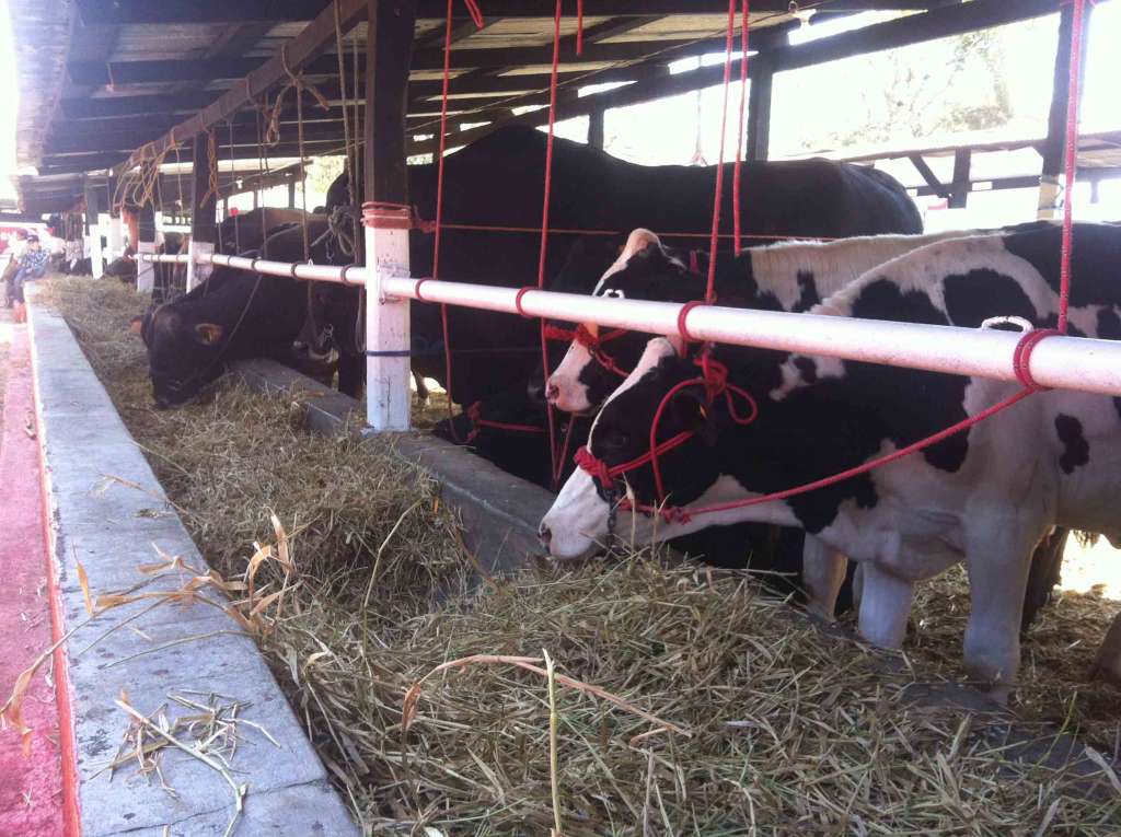 Hatofer incentiva ganadería en Camoapa