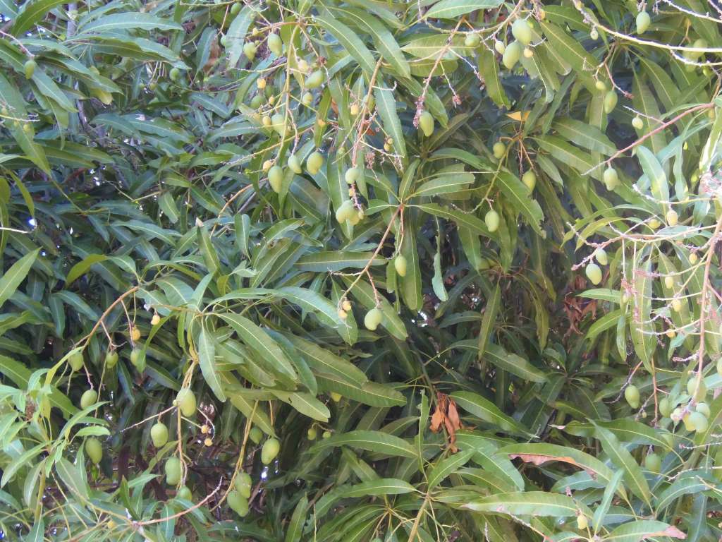 Mango caro y escaso en Rivas