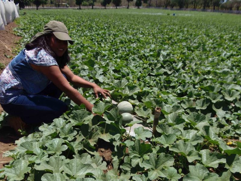 Buena producción de melón y sandía con poca agua
