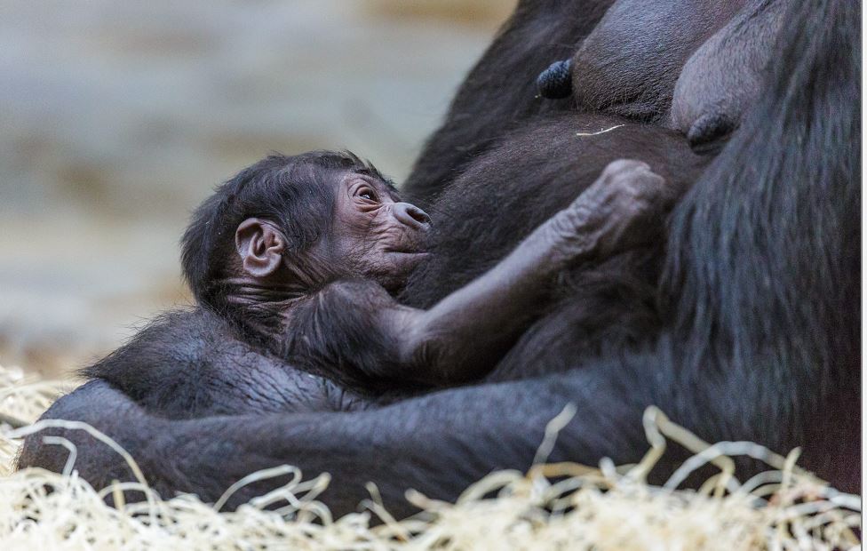 Gorila da a luz inesperadamente en zoológico de Praga