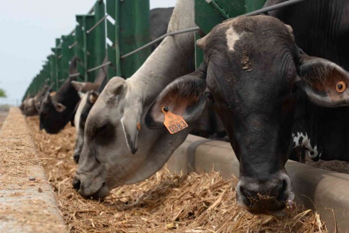 Sacarán el jugo a terneros en Nicaragua