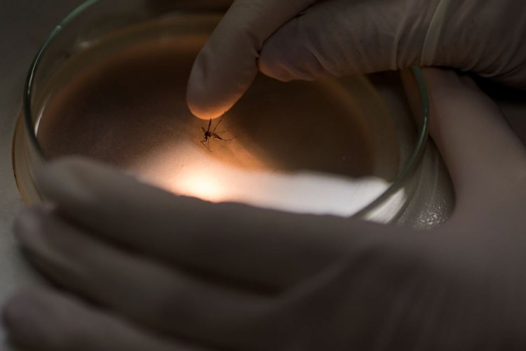 Virus del zika sin pausa en el país