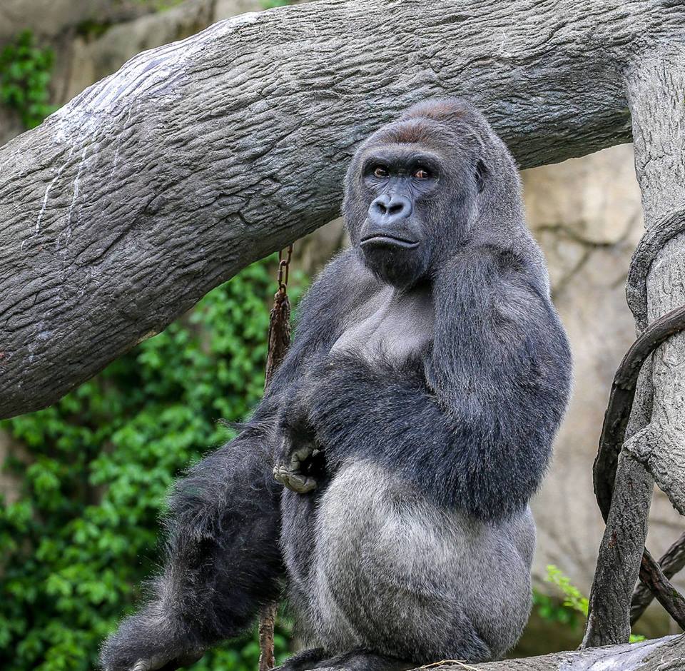Harambe, gorila, zoológico