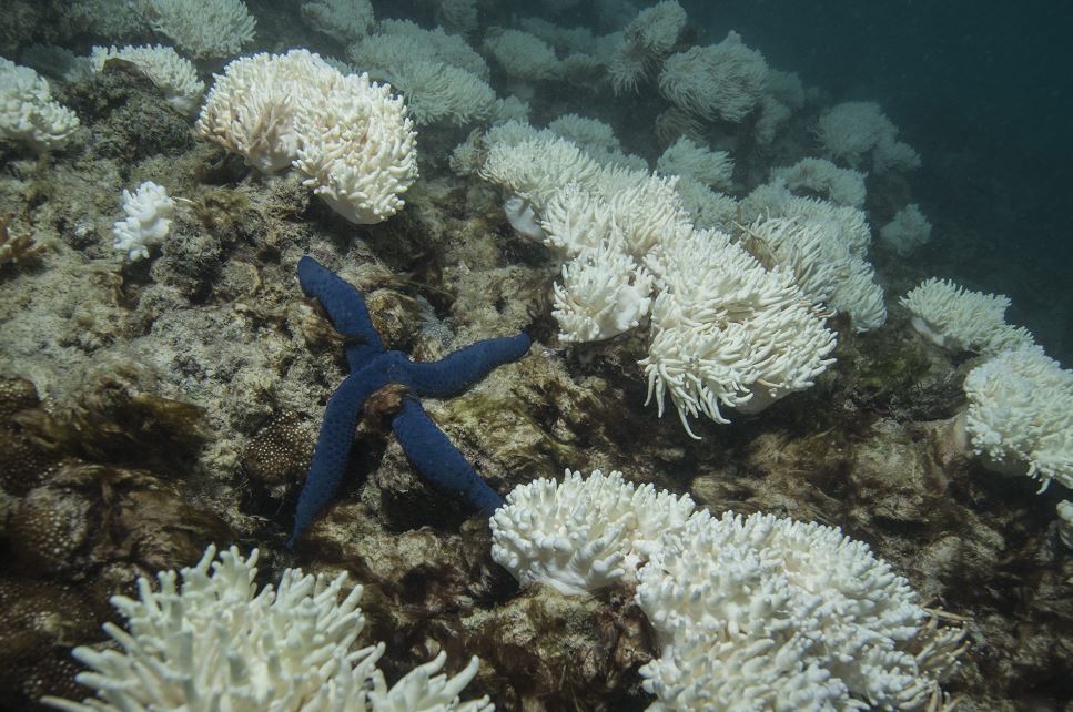 Corales de Australia mueren