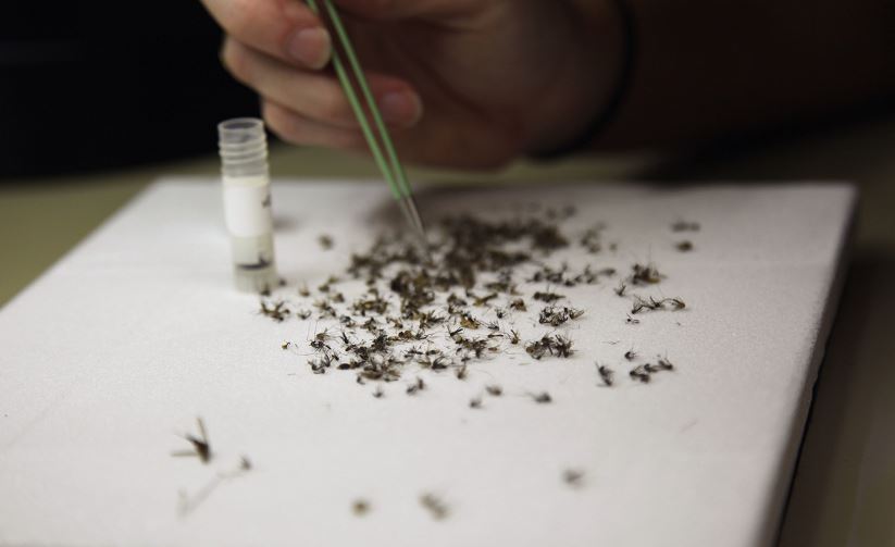 Vacunas contra el zika dan resultado en monos