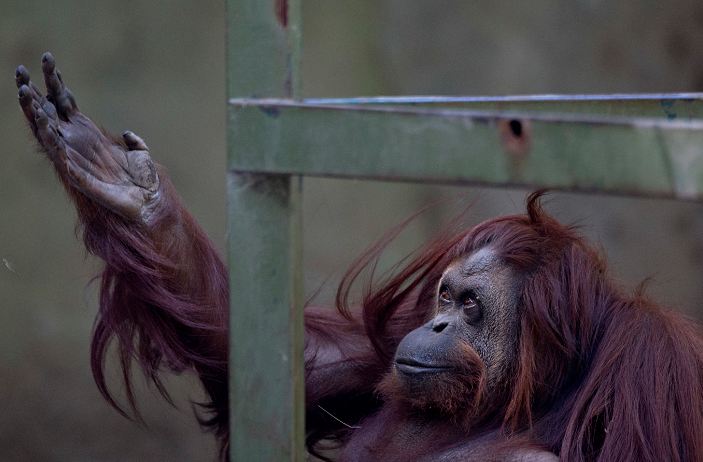 Buenos Aires dice adiós a su zoológico del siglo XIX