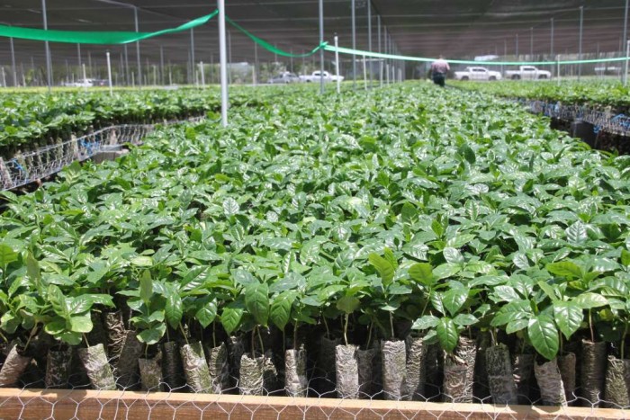 Producirán plantas de café de alta calidad en Sébaco