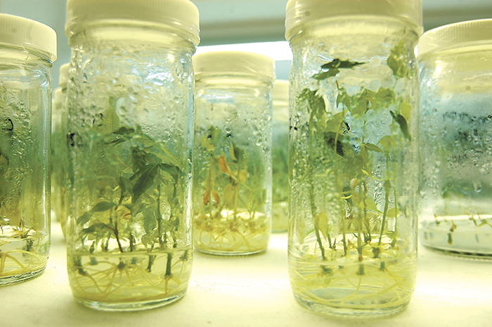 Celebran en Colombia pronunciamiento a favor de transgénicos