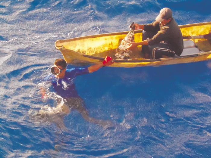 Termina veda de langosta