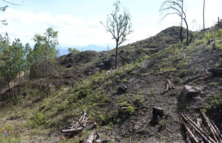 Instituto Nacional Forestal ya con dos codirectores