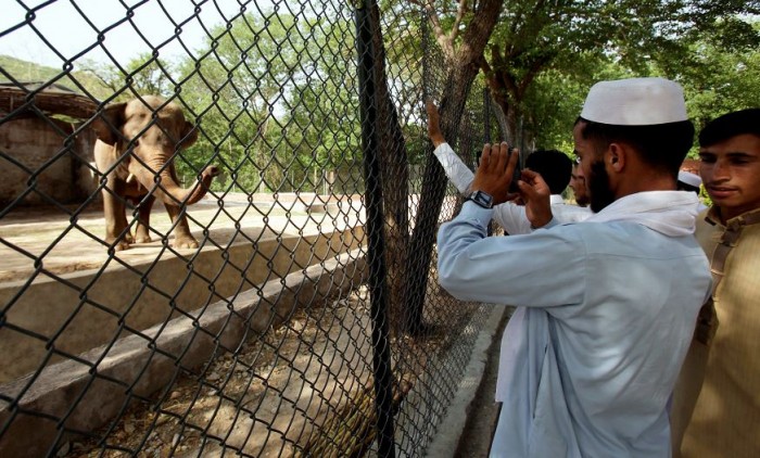Realizan campaña en defensa de elefante maltratado en Pakistán