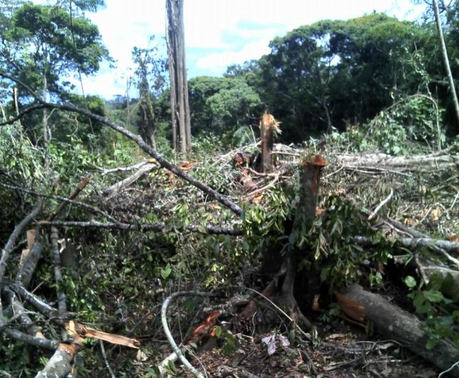 Amenazados por cuidar Indio Maíz