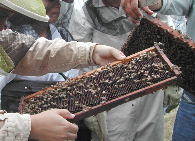 Abejas, las guardianas del ecosistema mundial que están en peligro