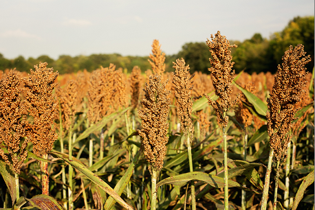 Productores de sorgo de Nicaragua viven una pesadilla tras desgravación total del maíz amarillo por el DR-Cafta