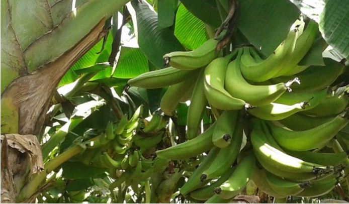 Plátano podría sufrir alza en los precios