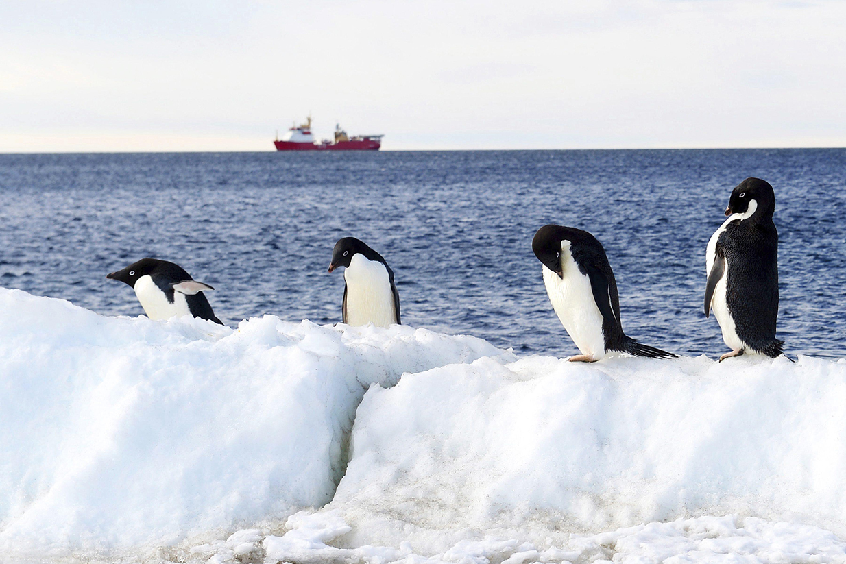 pingüinos