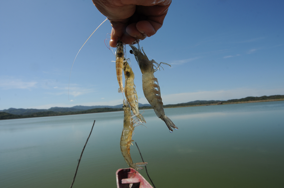 Acuicultura: una tarea pendiente en Nicaragua
