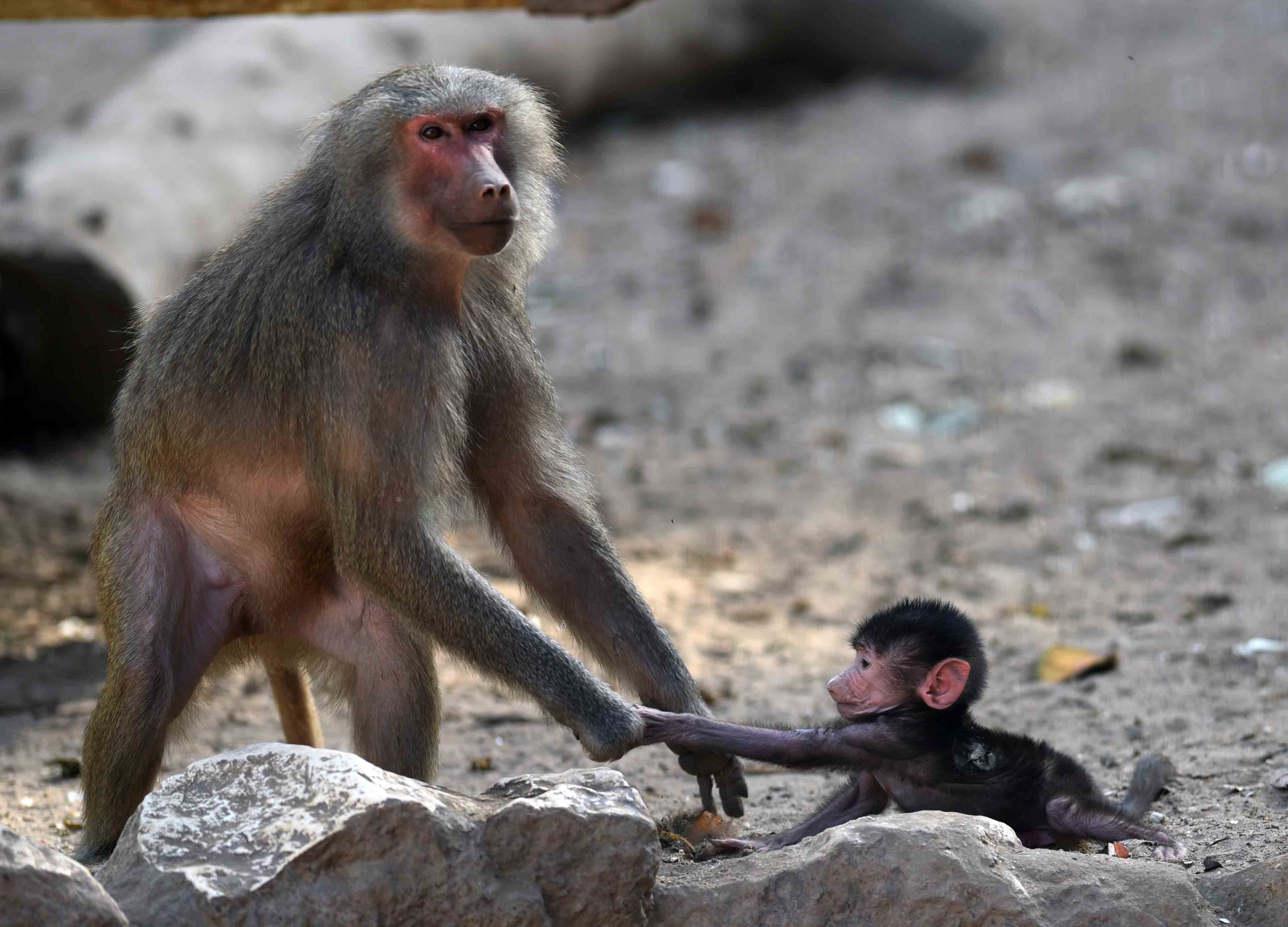 babuino, monos, animales, zoológicos