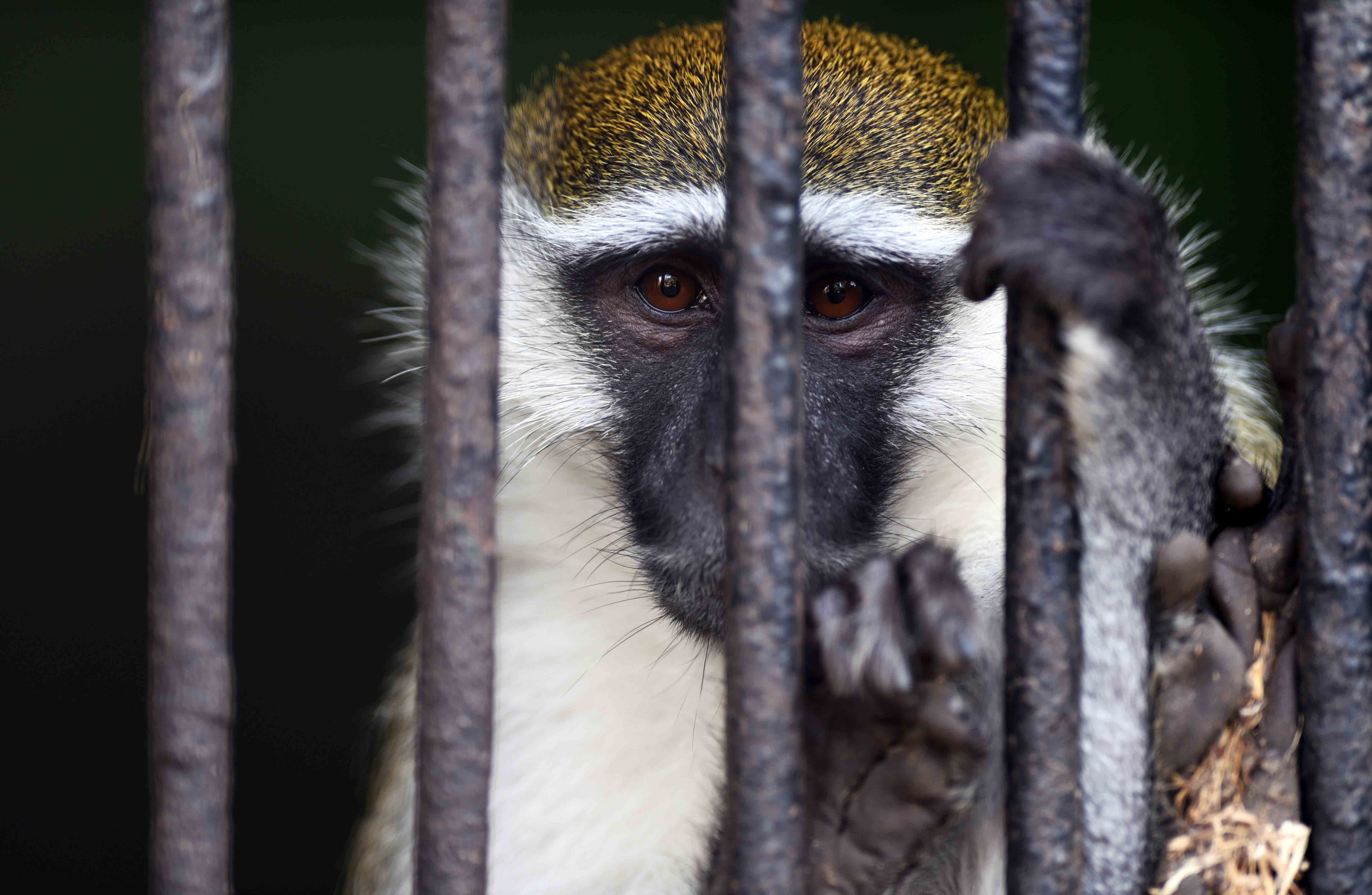 animales, monos de grivet, zoologicos