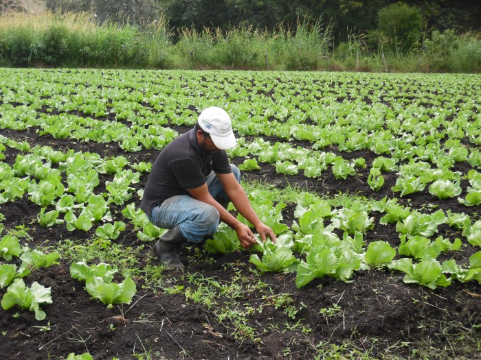 Banco Mundial: conflictos por tierras limitan llegada de inversión al agro